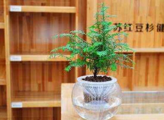 紅豆杉可以水培嗎，紅豆杉水培方法