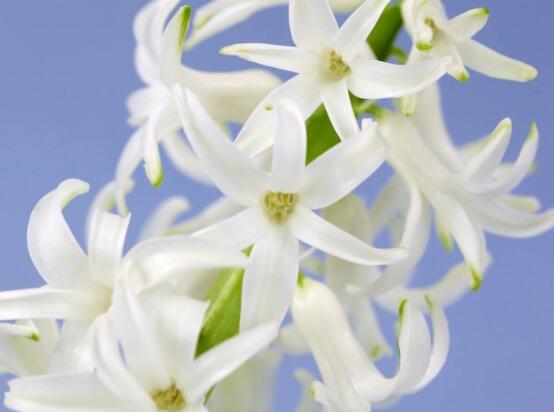 家里養(yǎng)風(fēng)信子好嗎，好/美化家居環(huán)境、凈化空氣