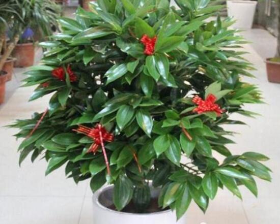 平安樹(shù)可以澆啤酒嗎，平安樹(shù)多久澆一次水好