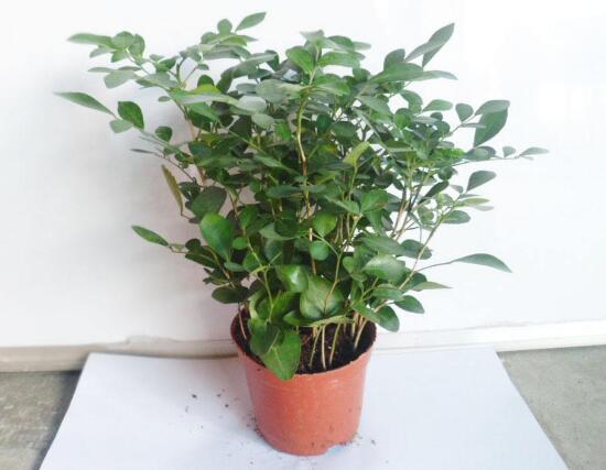 九里香怎么繁殖，九里香扦插繁殖方法