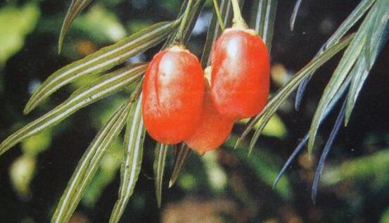 紅豆杉怎么澆水，紅豆杉澆水方法