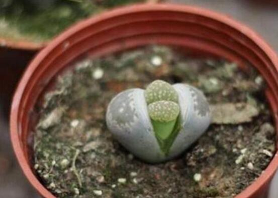 生石花怎么繁殖，最常用兩種繁殖方法(播種與分株)