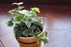 常春藤和綠蘿哪個(gè)好養(yǎng)，常春藤更耐寒