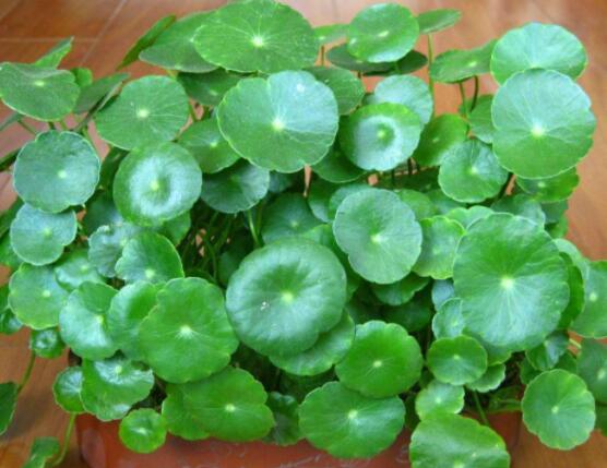 銅錢草的禁忌擺放位置，只要注意這四大位置便可