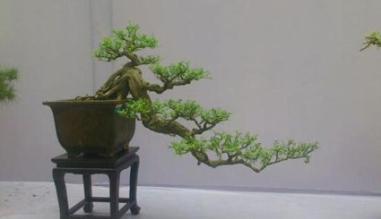 九里香盆景的養(yǎng)殖方法，做好七個(gè)基本養(yǎng)殖要點(diǎn)滿盆花香