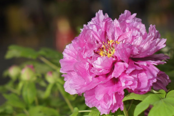 庭院牡丹如何過(guò)冬