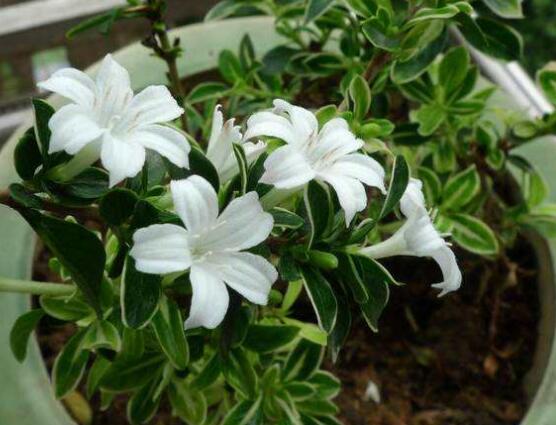 六月雪不發(fā)芽怎么辦，教你三種最直觀解決辦法