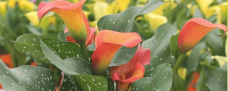 荷蘭馬蹄蓮的養(yǎng)殖方法