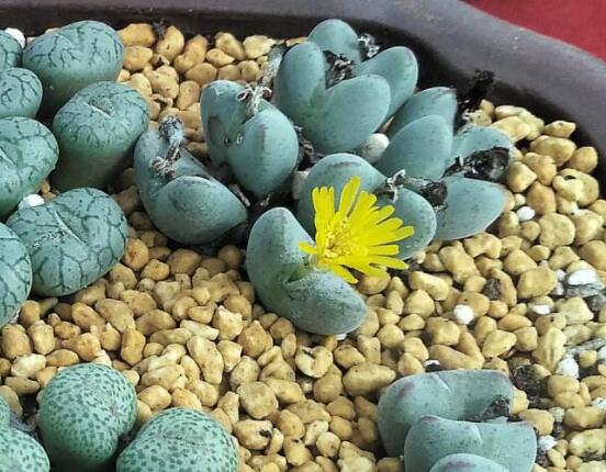 生石花家庭養(yǎng)護(hù)，老農(nóng)總結(jié)最實(shí)用五大要點(diǎn)