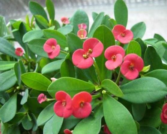 大葉虎刺梅怎么養(yǎng)，保證足量光照/溫暖濕潤環(huán)境