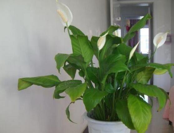 一帆風(fēng)順用什么花盆好，排水透氣、價(jià)格便宜素?zé)? src="/nongchan/d/file/20201223/hy3sscinffv.jpg" style="width: 557px; height: 359px;" / data-NTQT="4JtWTd"></p>
<p data-K198="KZDpYe">
	<strong data-az5K="8u11OH">1、</strong>一帆風(fēng)順用什么花盆好?我們?cè)谶x用花盆應(yīng)該要考慮花盆的大小、質(zhì)地、價(jià)格和色彩。這樣對(duì)于植株生長(zhǎng)起到十分有利的作用。</p>
<p data-n1jg="TUSczP">
	<img alt=