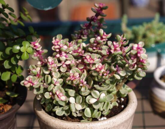 雅樂之舞怎么養(yǎng)能開花，只需要五個步驟花開爆盆