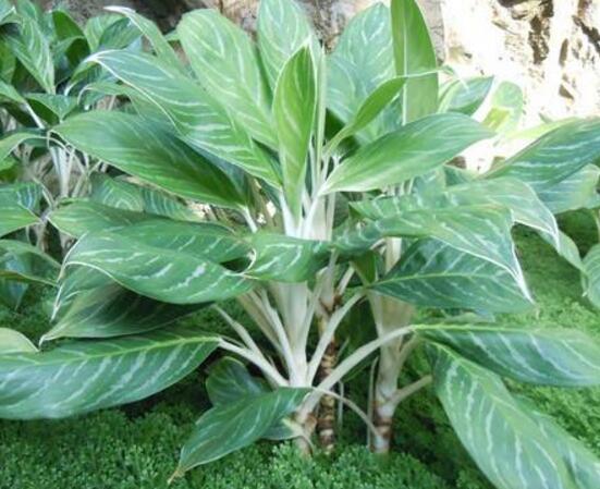 萬年青種類及圖片大全，盤點做好看的六大種類