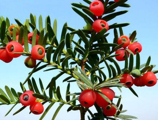 紅豆杉的養(yǎng)殖方法和注意事項(xiàng)，七大基本方法養(yǎng)殖郁郁蔥蔥