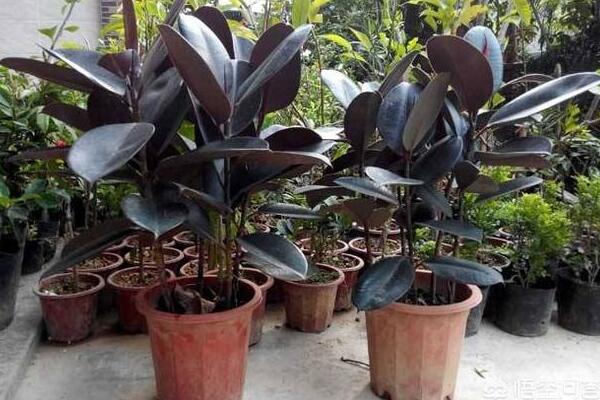 橡皮樹的養(yǎng)殖方法，保證植株生長的5大要點