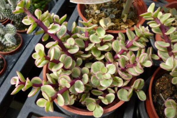 雅樂之舞怎么養(yǎng)成老樁，必須抓好以下要點