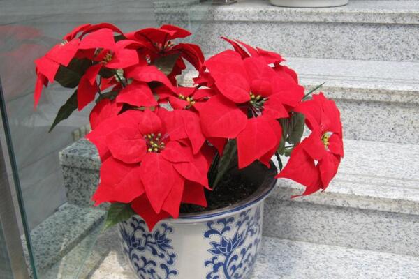 一品紅在室內(nèi)養(yǎng)好不好，不適合放在室內(nèi)（帶有毒性）