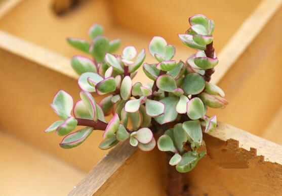 雅樂之舞怎么澆水，做到澆則澆透原則/忌積水