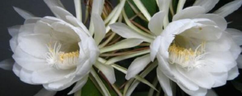 曇花抽桿子了怎么養(yǎng)