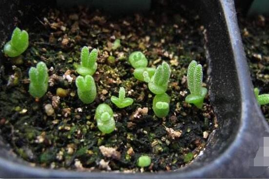 碧光環(huán)爛根怎么辦，兩種爛根防治方法/及時(shí)脫盆修剪消毒