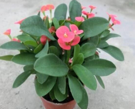 虎刺梅花期多少天，一年四季均可開花(養(yǎng)殖得當(dāng))