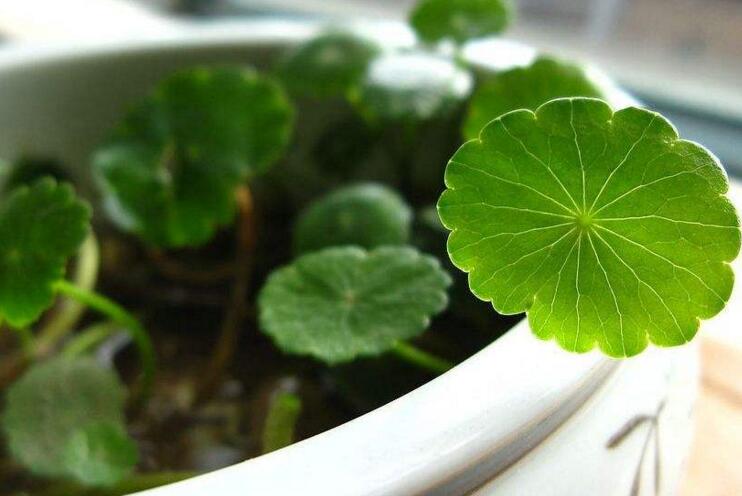 水養(yǎng)銅錢草的養(yǎng)殖方法，施加肥料是關(guān)鍵