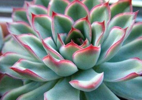 寶石花的花語是什么，代表著一種永不凋謝的愛、大富大貴