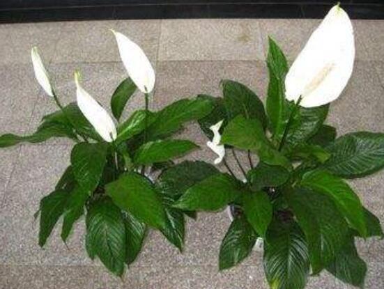 一帆風(fēng)順土培改水培，做好這六大要點(diǎn)即可快速水培生根