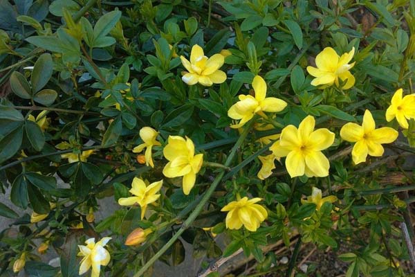 迎春花的養(yǎng)殖方法和注意事項(xiàng)