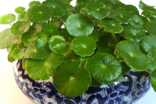 銅錢(qián)草爛根是什么原因，銅錢(qián)草爛根了怎么辦