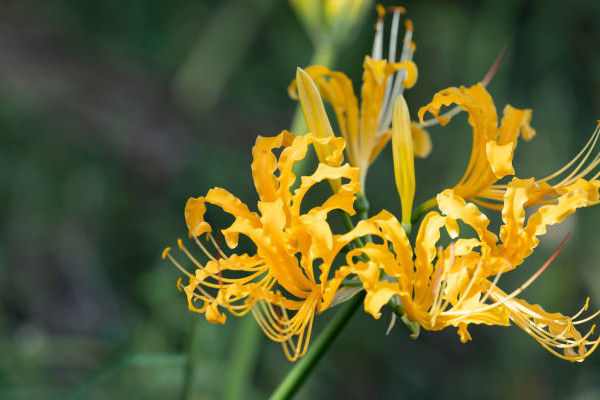 彼岸花第二年還會(huì)開花嗎