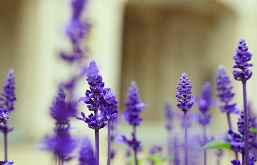 藍(lán)色薰衣草花語(yǔ)，一對(duì)戀人之間的心心相印