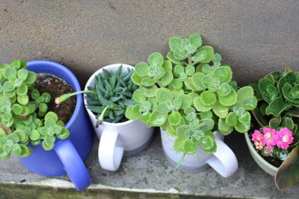 碰碰香夏天如何養(yǎng)護(hù)，控制光照并做好降溫措施