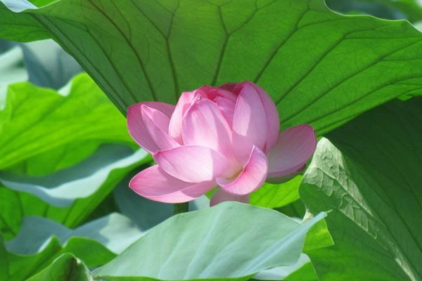 荷花什么時候種