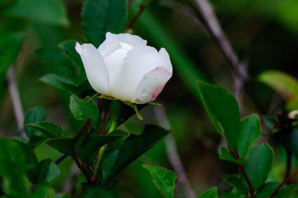 金櫻子與梔子怎樣區(qū)分