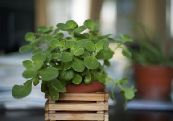 碰碰香為什么一碰就香，其原理主要為葉枕澎壓作用