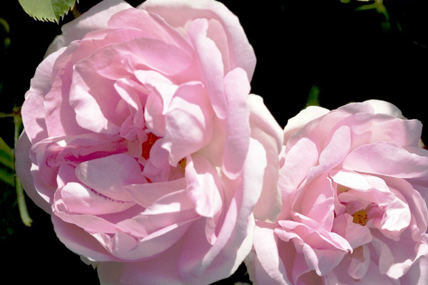 薔薇花會(huì)結(jié)果嗎