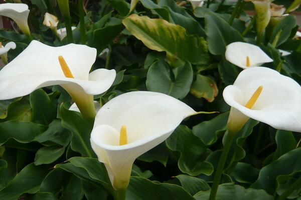 馬蹄蓮花怎么養(yǎng)，不容錯(cuò)過的5大要點(diǎn)