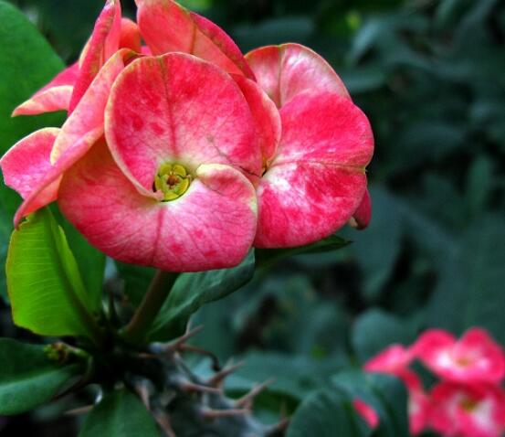 虎刺梅致癌嗎，長(zhǎng)期接觸導(dǎo)致人們身體細(xì)胞癌變