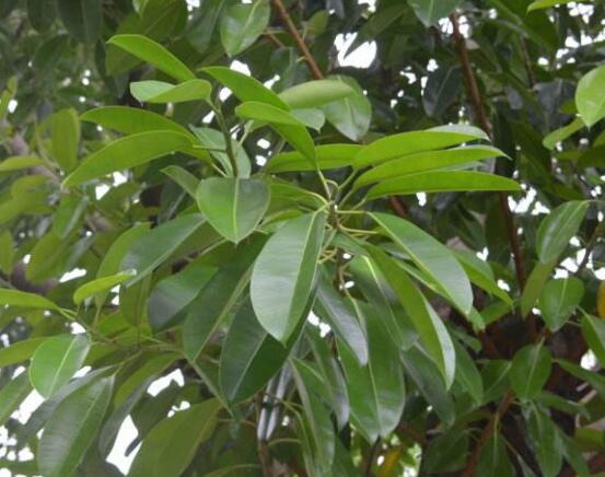 橡皮樹(shù)喜歡什么肥料，氮肥為主、磷鉀肥為輔