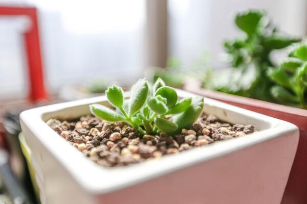 熊童子怎么養(yǎng)得肥厚，以下要點(diǎn)是熊童子生長(zhǎng)的關(guān)鍵