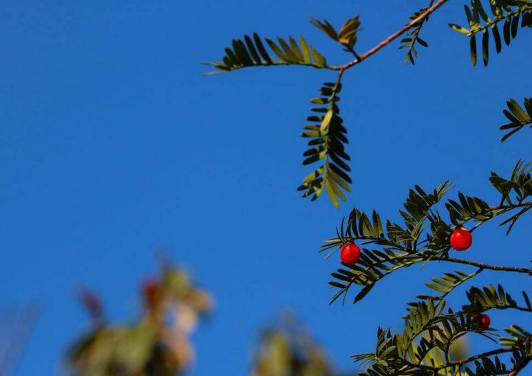家里養(yǎng)紅豆杉樹好嗎，好/放在家中的這幾個方位上最好