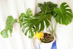 龜背竹怎么過冬，保證環(huán)境溫度不低于5℃