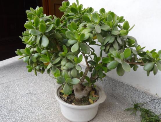 燕子掌葉片發(fā)軟怎么辦，多半是澆水和盆土不當(dāng)導(dǎo)致