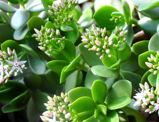 玉樹花盆景圖片大全，每個盆景都玉樹臨風(fēng)、多姿多彩