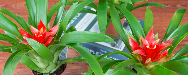 鴻運當(dāng)頭花水養(yǎng)好還是土養(yǎng)好