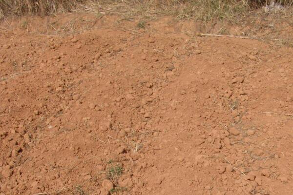 桃花用什么土栽培，使用輕壤土進(jìn)行養(yǎng)護(hù)