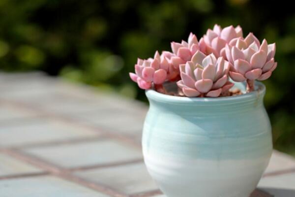 寶石花為什么非常耐旱，因為它的葉子能夠蓄水