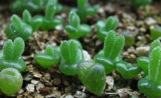 碧光環(huán)多肉怎么養(yǎng)，注意土壤透氣性、控水控溫度