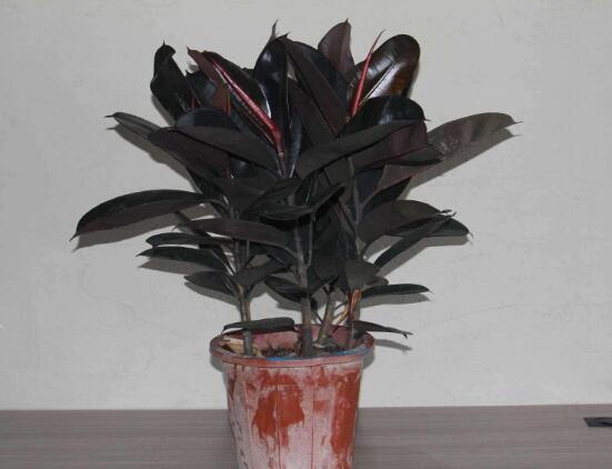 橡皮樹的擺放位置，教你四個擺放好地方(客廳/大廳/書房/辦公室)